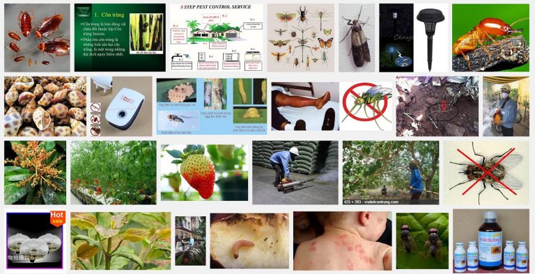 diệt côn trùng Bình Dương